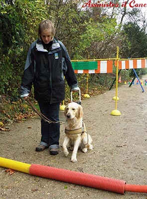 addestramento cane 